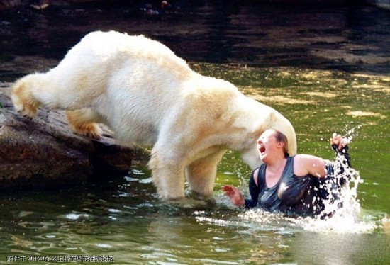 Gấu bắc cực tấn công một phụ nữ ở Berlin (Đức).
