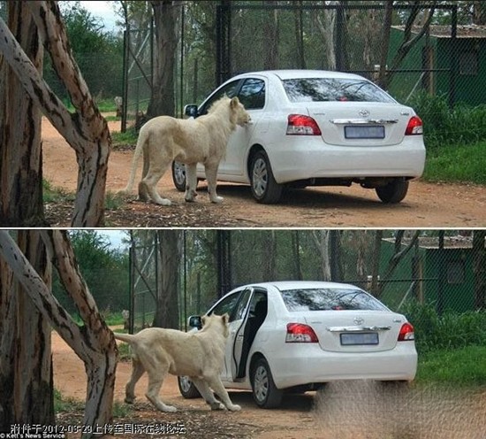 Sư tử trắng mở cửa sau chiếc xe hơi đòi tấn công du khách trong công viên hoang dã gần Johannesburg, Nam Phi.