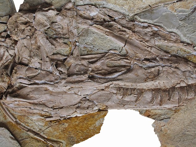 Xương hóa thạch của Yutyrannus Huali được phát hiện tại Liêu Ninh, Trung Quốc.