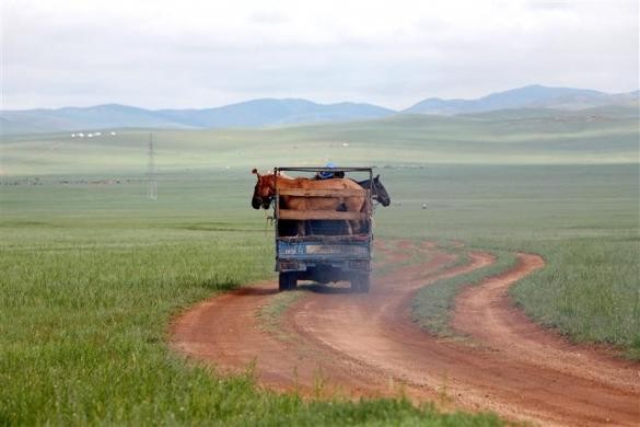 Xe tải chở ngựa hướng đến Khui Doloo Khudag, cách Ulan Bator khoảng 40 km về phía bắc ngày 7/7/2006.