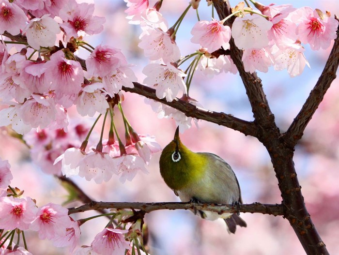 Một chú chim đậu trên cành đào nở rộ hoa tại công viên ở Tokyo, Nhật Bản ngày 1/4. Hoa đào ở Tokyo bắt đầu nở rộ từ 31/3, muộn hơn 5 ngày so với mọi năm.