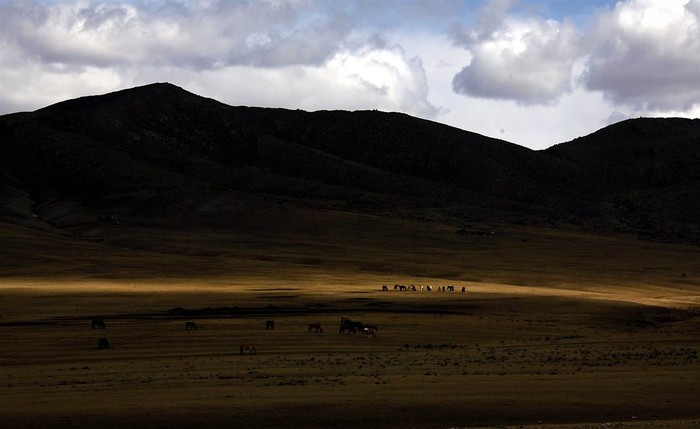 Những con ngựa thong dong gặm cỏ ở tây nam thủ đô Ulan Bator, Mông Cổ ngày 4/4. Đây là quốc gia có mật độ dân số thưa nhất trên thế giới với tỷ lệ 1,7 người trên mỗi km2.