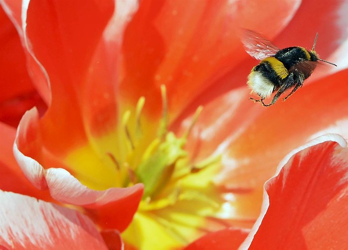 Con ong mật chuẩn bị rời bông hoa tulip tại triển lãm vườn EGA ở Erfurt ngày 13/4.