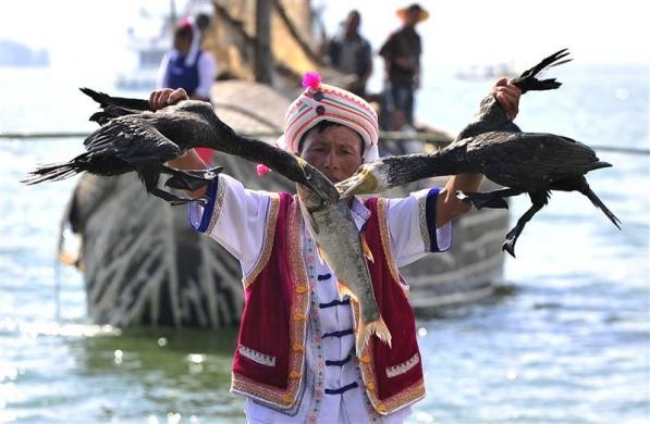 Ngư dân Trung Quốc kéo hai con chim cốc đang tranh giành một con cá mè tại lễ khai mạc hội hồ cá Erhai ở Dali, Vân Nam, Trung Quốc ngày 28/9/2011.