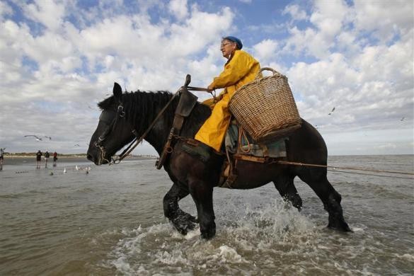 Eddy D' Hulster (68 tuổi) đã có 47 năm kinh nghiệm đánh bắt tôm cưỡi ngựa kéo lưới trên bờ biển Oostduinkerke, Bỉ ngày 16/8/2011. Đây là một phương pháp đánh bắt truyền thống của người địa phương. Vào cuối ngày, số tôm bắt được sẽ được trút vào giỏ bên hông ngựa mang đi bán.