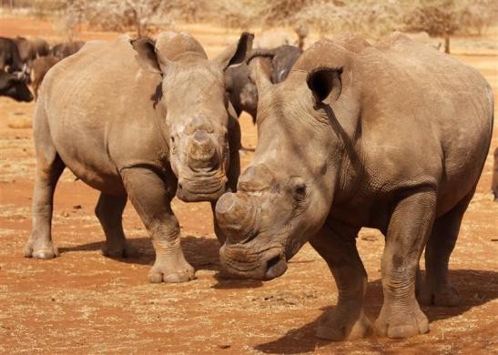 Tê giác đã được khử sừng tại công viên quốc gia Kruger ngày 16/9/2011.