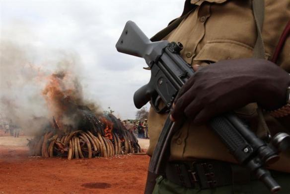Năm tấn ngà voi bất hợp pháp được tiêu hủy tại Công viên Quốc gia Tsavo West, cách khoảng 380 km về phía đông thủ đô Nairobi của Kenya ngày 20/7/2011.