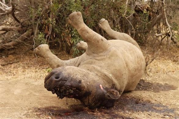 Xác một con tê giác bị những kẻ săn trộm sát hại tại công viên quốc gia Kruger ở tỉnh Mpumalanga, Nam Phi ngày 14/9/2011.