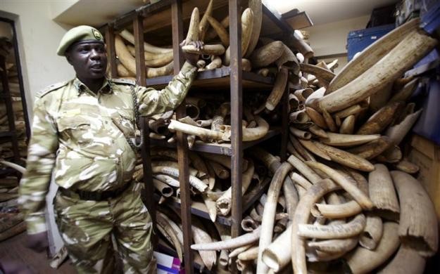 Ngà voi buôn lậu được lực lượng kiểm lâm Kenya thu giữ trước thời điểm đem đi tiêu hủy ở Nairobi ngày 18/7/2009.