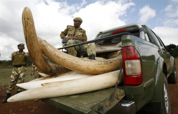 Ngà voi buôn lậu được lực lượng kiểm lâm Kenya thu giữ trước thời điểm đem đi tiêu hủy ở Nairobi ngày 18/7/2009.