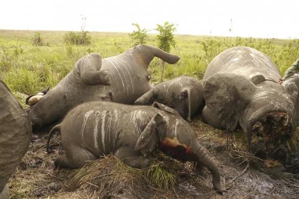 Xác của một vài trong số 22 con voi tại Congo vừa bị thảm sát từ trên một chiếc trực thăng của những kẻ săn trộm để lấy ngà và các bộ phận sinh dục.