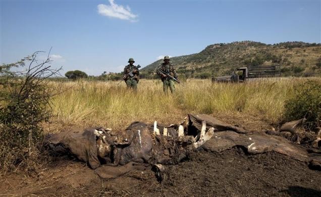 Các thành viên APU đứng bảo vệ hiện trường một vụ săn trộm tê giác tại Nam Phi ngày 19/4/2012.