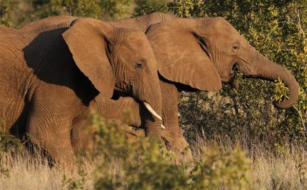 Một cặp voi đi qua bụi cây lúc hoàng hôn trong công viên quốc gia Pilanesberg ở tây bắc Nam Phi ngày 19/4/2012.