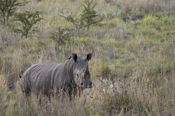 Tê giác trắng đi trong hoàng hôn trong công viên quốc gia Pilanesberg ngày 19/4/2012.