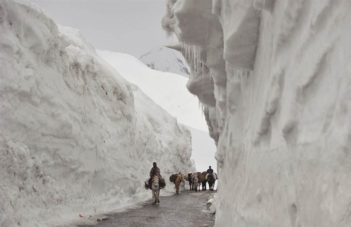 Những người Kashmiri cưỡi ngựa thồ hàng vượt qua bức tường tuyết nằm dọc theo quốc lộ Srinagar-Leh ở Zojila, ngày 25/4. Con đường này dẫn tới vùng Ladakh, lãnh địa Phật giáo và là một địa điểm thăm quan hấp dẫn với nhiều tu viện, núi non.