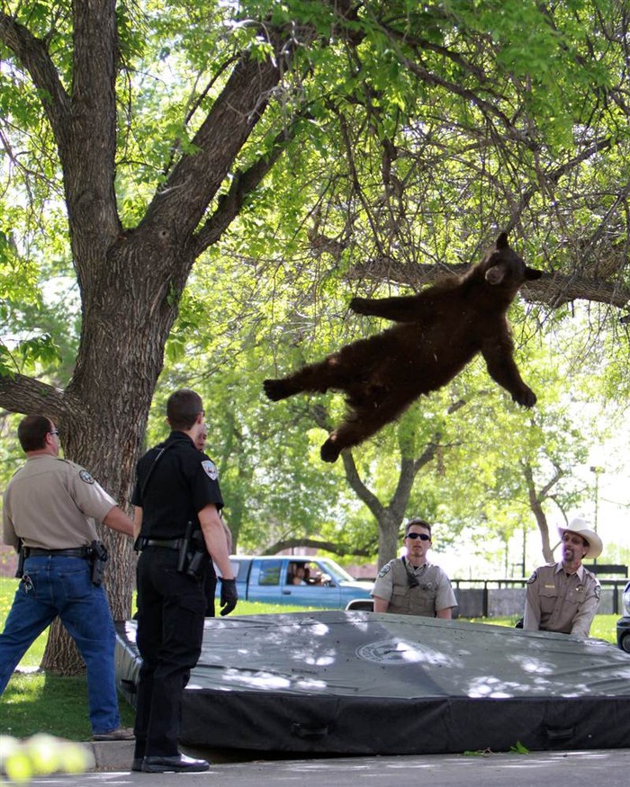 Khoảnh khắc một con gấu đực lang thang ngã từ trên cây xuống đất sau khi được các nhân viên bảo vệ động vật hoang dã Colorado (Mỹ) bắn thuốc mê ngày 26/4.