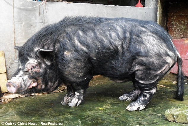 Một trong hai con lợn núi được ông Lan Yi bắt được hồi năm ngoái.