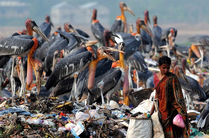 Một người nhặt rác Ấn Độ bên cạnh đám cò đang bị bị đe dọa biến mất do mất môi trường sống tại bãi rác ở ngoại ô thành phố Guwahati, Ấn Độ ngày 10/5.