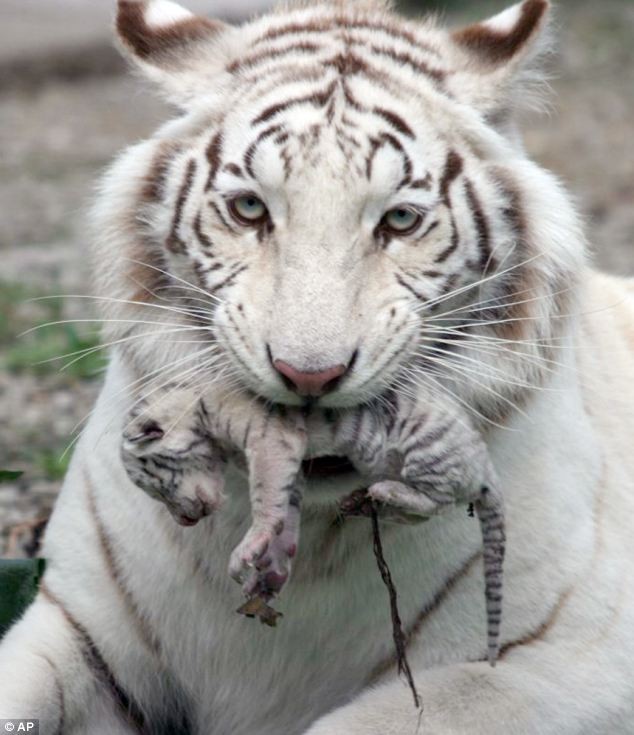 Hổ trắng Tigryulia và một trong 4 đứa con mới chào đời của nó.