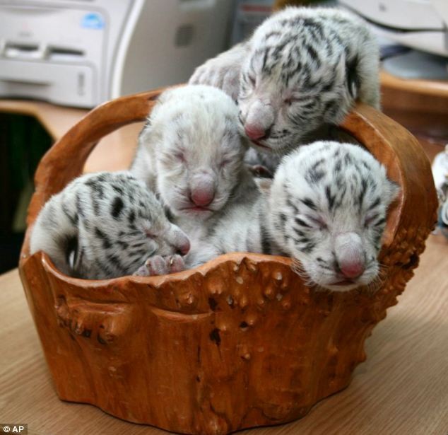 4 con hổ trắng đực và một con hổ trắng cái bạch tạng hiếm có của hổ Tigryulia