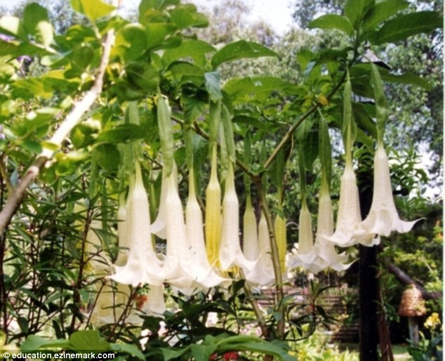 Cây borrachero mọc khắp đất nước Colombia được dùng để chế ra chất scopolamine.