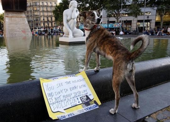 Một chú chó đứng trước tấm bảng chống chủ nghĩa tư bản tại cuộc biểu tình Indignados ở Barcelona ngày 14/5.
