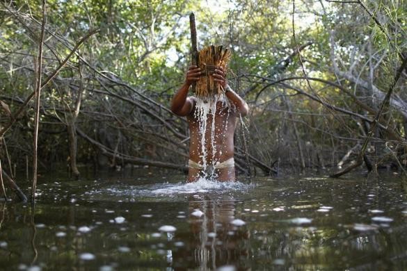 Người đàn ông Yawalapiti dùng cây timbo nhúng xuống nước cho độc tố lan ra khiến lũ cá bị tê liệt để bắt chúng bằng tay.