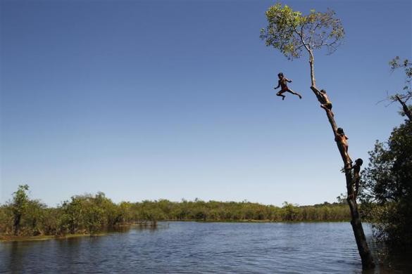 Trẻ em bộ lạc Yawalapiti nhảy từ cây xuống sông trong công viên quốc gia Xingu, bang Mato Grosso, Brazil