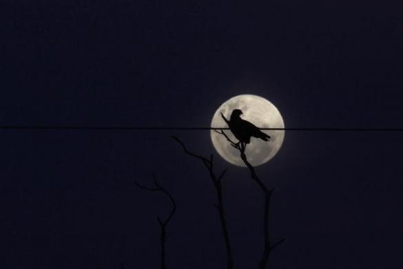 Một chim đậu trên ngọn cây trụi trong đêm trăng tròn tại công viên quốc gia Xingu, bang Mato Grosso, Brazil ngày 5/5/2012.
