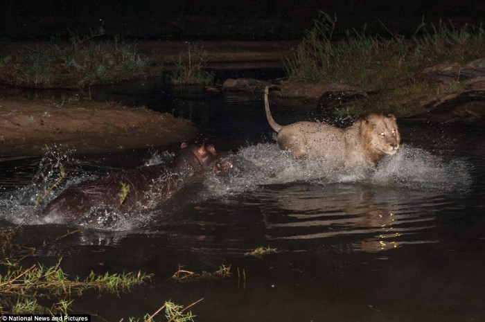 Mỗi khi con hà mã di chuyển một bước, hai con sư tử lại di chuyển theo buộc hà mã phải tiếp tục trầm mình dưới nước.
