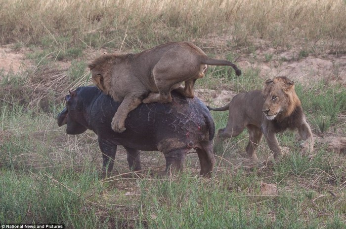 Con sư tử thứ 2 thừa cơ nhảy lên lưng tấn công hà mã.