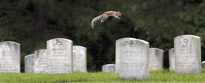 Một con sóc nhảy qua những bia mộ của các binh sĩ và thủy thủ Mỹ tại nghĩa trang Forest Lawn Cemetery ở Greensboro, New York, Mỹ ngày 13/5.