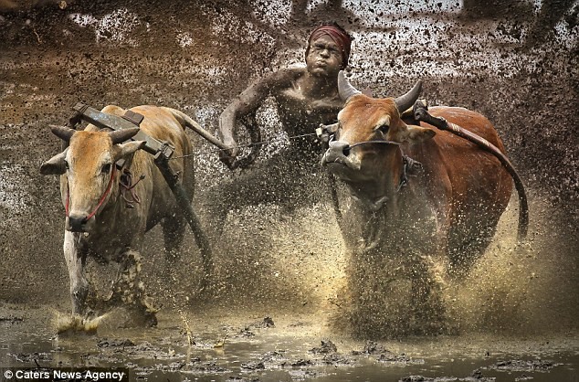 Cuộc đua diễn ra trên ruộng lúa trong làng sau mùa thu hoạch.