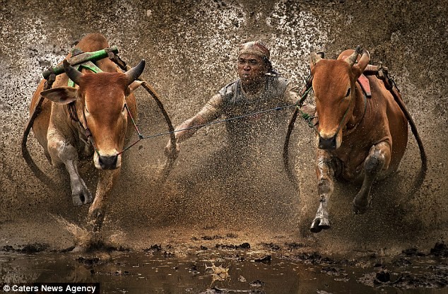 Người tham gia cuộc thi dùng chân, tay, miệng để điều khiển hai con bò của mình.