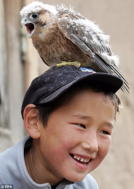 Azim Shajbyrov tỏ vẻ thích thú khi con chim ưng nhỏ đứng trên đầu mình.