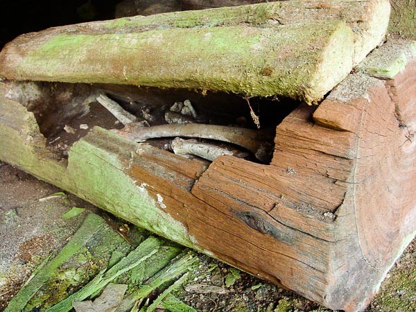 Một chiếc quan tài gỗ hơn 700 năm tuổi