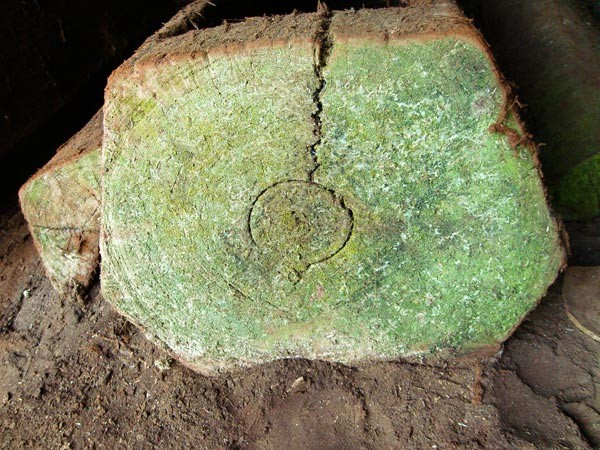 Một chiếc quan tài gỗ hơn 700 năm tuổi