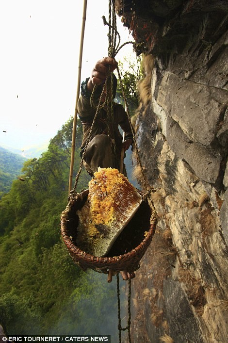Một thợ khai thác mật ong Apis laboriosa treo mình lơ lửng trên vách đá cao hơn 80 m.
