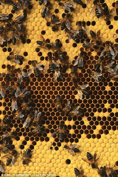 Tổ ong Apis laboriosa - loài ong mật lớn nhất thế giới.