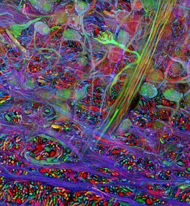 Bản đồ huỳnh quang cầu vồng cho thấy sự kết nối của các tế bào thần kinh trong não người