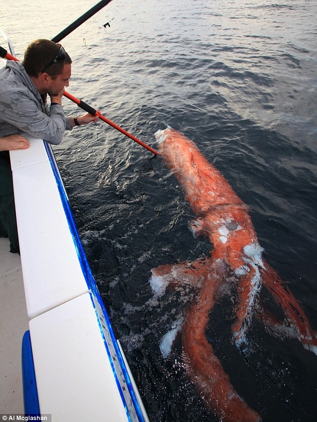 Xác của con mực khổng lồ vô cùng hiếm gặp trôi nổi trên vùng biển ngoài khơi nước Australia.
