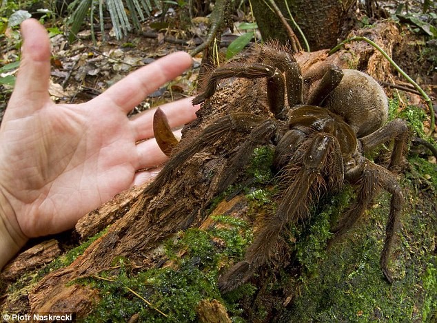 Nhện ăn chim khổng lồ Goliath (theraphosa blondi) là loại nhện nặng nhất thế giới. Nó có thể đạt tới trọng lượng 170g và dài 30cm. Nó được phát hiện tại một khu rừng nhiệt đới ở Guyana năm 2006.