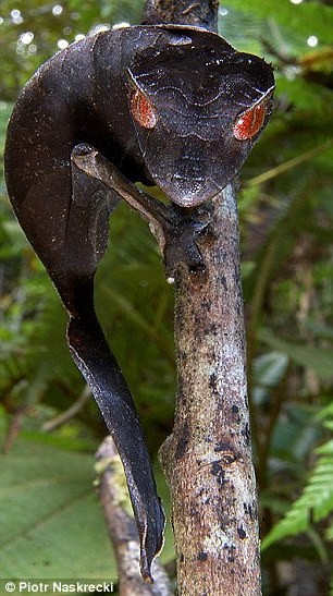Uroplatus phantasticus được gọi là loài tắc kè đuôi lá ma quỷ vì chúng nó ngoại hình ngụy trang khá kỳ quái. Chúng được phát hiện ở Madagascar năm 1998.