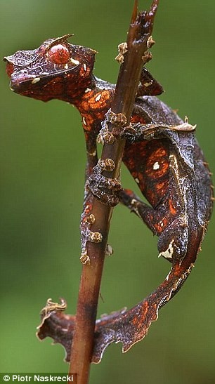 Đây là loài nhỏ nhất trong số 12 loài tắc kè đuôi lá ăn đêm từng được biết tới. Trong năm 2004, WWF đã liệt kê tất cả những loài tắc kè đuôi lá vào danh sách những loài động vật đang bị đe dọa nhất bởi nạn buôn bán động vật hoang dã bất hợp pháp.