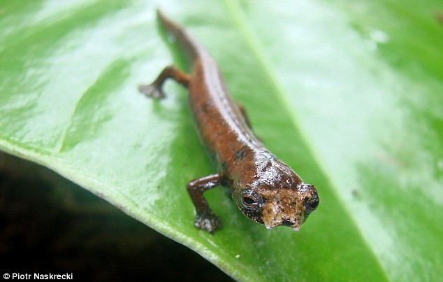 Một sinh vật giống như kỳ nhông nhưng có màng ở chân giúp chúng leo lên các tán cao của rừng nhiệt đới. Chúng không có phổi và phải hô hấp qua da.