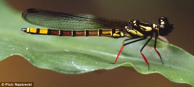 Chuồn chuồn platycypha eliseva được phát hiện năm 2004 ở Congo có màu sắc rất độc đáo giúp nó dễ dàng được phân biệt với các loài chuôn chuồn khác. Ấu trùng của nó rất thích ăn ấu trùng muỗi nên chúng được sử dụng trong các chương trình kiểm soát muỗi gây bệnh.