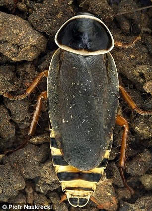 Blattodean là côn trùng sống trong hang động được phát hiện tại Range Simandoa Guinea năm 2002.