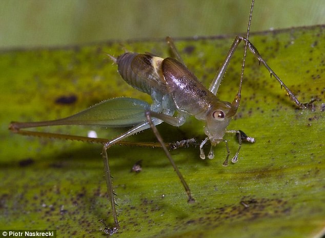 Loài châu chấu RAP (brachyamytta rapidoaestima) - được phát hiện ở Ghana và Guinea là một loài động vật ăn thịt thích ngồi rình mồi. Nó thường ẩn ở mặt dưới của lá và tấn công những côn trùng nhỏ sai lầm khi hạ cánh trên chiếc lá đó. Nó được đặt tên là RAP vì được phát hiện năm 2002 tại Tây Phi trong một cuộc khảo sát tìm cách tiết kiệm điện của RAP.