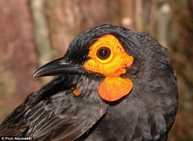 Chim sơn ca "smoky honeyeater" được phát hiện ở dãy núi Foja thuộc tỉnh Papua, Indonesia năm 2005 ở độ cao 1.650 m trên mực nước biển. Loài chim ăn này ăn mật hoa và côn trùng.
