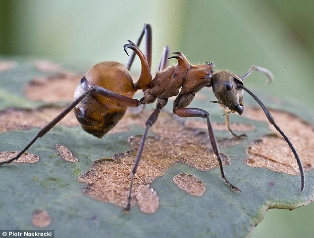 Kiến lưỡi câu dài 1,5cm này được phát hiện tại một khu rừng ở Campuchia năm 2007. Loài kiến này đóng vai trò quan trọng trong hệ sinh thái bởi chúng là loài ăn xác thối.
